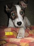     
: Sabrina.jpg
: 0
:	96.3 
ID:	7369996