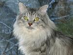     
: poroda-sibirskaya2.jpg
: 20
:	119.2 
ID:	7373320