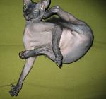     
: IMG_6768.jpg
: 17
:	95.8 
ID:	737952