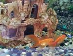     
: 2013-12-14 09.46.37.jpg
: 22
:	120.9 
ID:	7382357