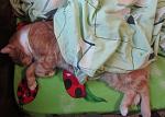     
: IMG_5475.jpg
: 2
:	108.5 
ID:	7384976