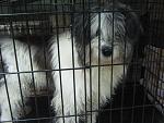     
: IMG_8220.jpg
: 13
:	164.0 
ID:	7420909