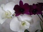     
: P1010171.jpg
: 9
:	59.9 
ID:	7422235