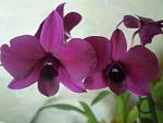     
: P1010173.jpg
: 13
:	68.3 
ID:	7422236