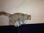     
: photo (1).jpg
: 1
:	66.3 
ID:	7423731