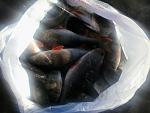     
: 2013-12-22 12.32.51.jpg
: 14
:	94.7 
ID:	7430334
