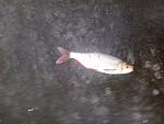     
: 2013-12-22 07.41.15.jpg
: 37
:	112.9 
ID:	7430337