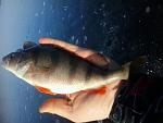     
: 2013-12-22 09.31.49.jpg
: 27
:	95.6 
ID:	7430342