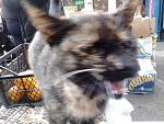     
: DSC_0171.jpg
: 13
:	139.1 
ID:	7433700