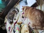     
: IMG_5523.jpg
: 3
:	156.0 
ID:	7436662