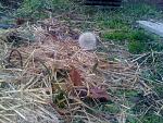     
: IMG_0501.jpg
: 5
:	254.5 
ID:	7445061