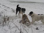     
: новый год 2013 103.jpg
: 13
:	155.3 
ID:	7450360