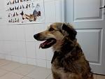     
: Собакина5.jpg
: 13
:	84.9 
ID:	7461968