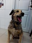     
: IСобакина 3.jpg
: 13
:	64.2 
ID:	7461977