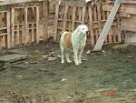     
: DSC00017.jpg
: 50
:	145.5 
ID:	7476477