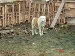     
: DSC00018.jpg
: 49
:	179.1 
ID:	7476478