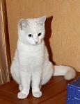    
: Кошка.jpg
: 21
:	24.2 
ID:	7484861