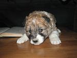     
: IMG_8287.jpg
: 10
:	118.6 
ID:	7488087