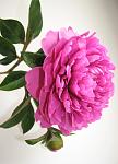     
:  2014 057.jpg
: 2
:	64.0 
ID:	7490628