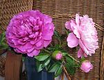     
:  2014 083.jpg
: 5
:	197.4 
ID:	7490633