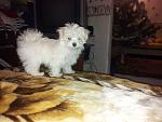     
: 20140108_203727.jpg
: 11
:	127.7 
ID:	7494813