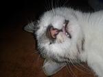     
: 20140108_150650.jpg
: 4
:	119.2 
ID:	7495119