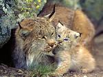     
: wallpapers_cats_353-1.jpg
: 11
:	21.8 
ID:	749592