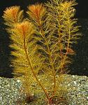     
: 2014-01-09_123133.jpg
: 8
:	107.7 
ID:	7496758