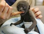     
: little-black-monkey.jpg
: 11
:	23.8 
ID:	749841