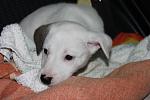     
: image.jpg
: 5
:	101.7 
ID:	7505484
