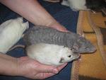     
: IMG_9751.jpg
: 24
:	40.3 
ID:	7513475