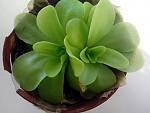     
: IMG_20140113_101021.jpg
: 20
:	79.0 
ID:	7515677