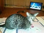     
: IMG066.jpg
: 9
:	194.0 
ID:	7520027
