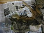    
: IMG_8549.jpg
: 10
:	152.9 
ID:	7524719
