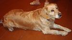     
: DSC09579.jpg
: 17
:	72.5 
ID:	7524725