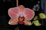     
: DSC_1700.jpg
: 13
:	93.0 
ID:	7549490
