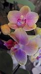     
: 2014120192349.jpg
: 12
:	196.0 
ID:	7554998