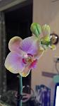     
: 2014120192306.jpg
: 10
:	176.8 
ID:	7555001