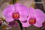     
: DSC_0064.jpg
: 13
:	100.7 
ID:	7560685
