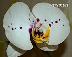     
: DSC_0071.jpg
: 15
:	103.1 
ID:	7560701