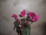     
: DSCN2701.jpg
: 20
:	151.0 
ID:	7564602