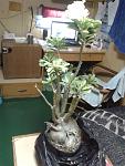    
: 20131120_182655.jpg
: 17
:	98.7 
ID:	7583463