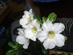     
: 20131120_182635.jpg
: 19
:	76.7 
ID:	7583465