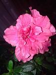     
: ImageUploadedByTapatalk1390768766.257143.jpg
: 8
:	30.7 
ID:	7584806