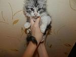     
: котята ТРОЙКА 014.jpg
: 7
:	125.8 
ID:	7593859