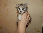     
: котята ТРОЙКА 010.jpg
: 8
:	107.6 
ID:	7593861