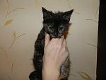     
: котята ТРОЙКА 009.jpg
: 16
:	92.7 
ID:	7593863