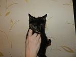     
: котята ТРОЙКА 007.jpg
: 9
:	100.2 
ID:	7593866