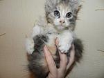     
: котята ТРОЙКА 012.jpg
: 6
:	134.2 
ID:	7593868