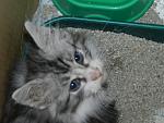     
: котята ТРОЙКА 006.jpg
: 8
:	103.3 
ID:	7593869